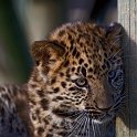 slides/IMG_3148.jpg wildlife, feline, big cat, cat, predator, fur, leopard, cub, amur, siberian, eye WBCW69 - Amur Leopard Cub